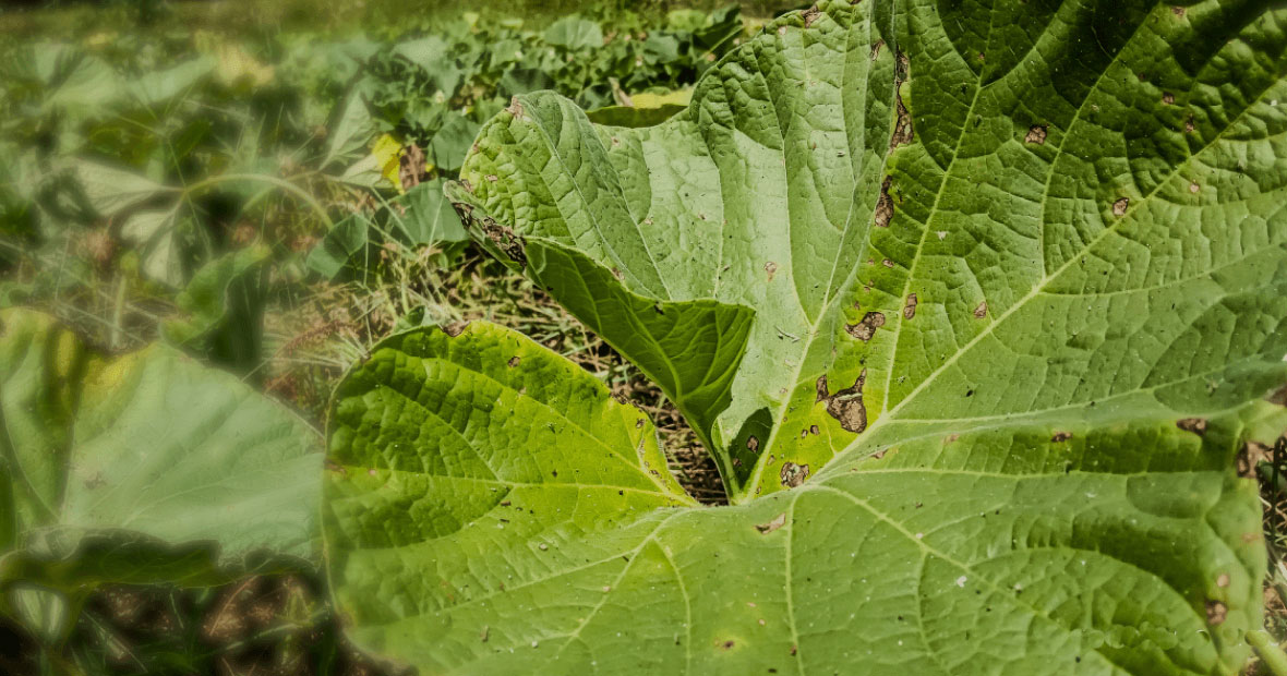 植物细菌ELISA检测系列